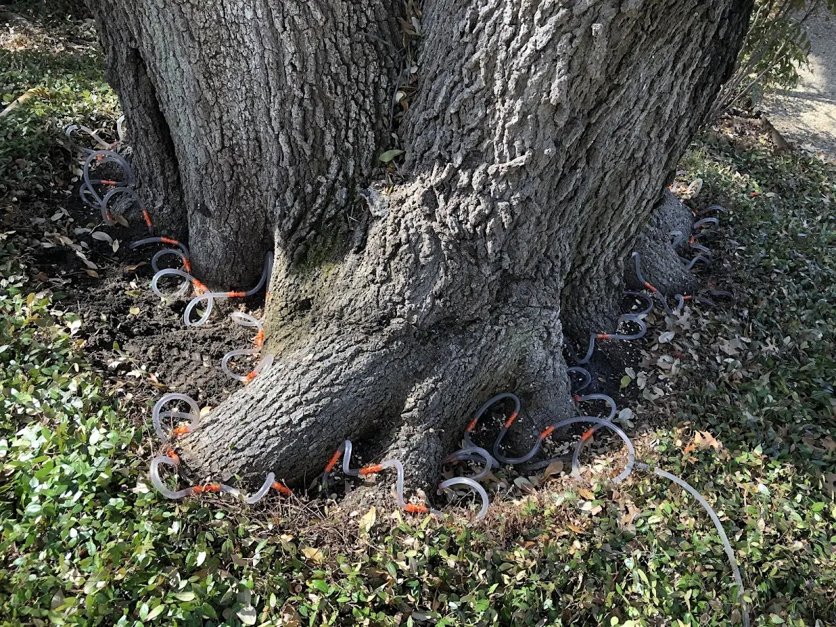 Detailed Tree Cabling and Bracing job site in New Albin