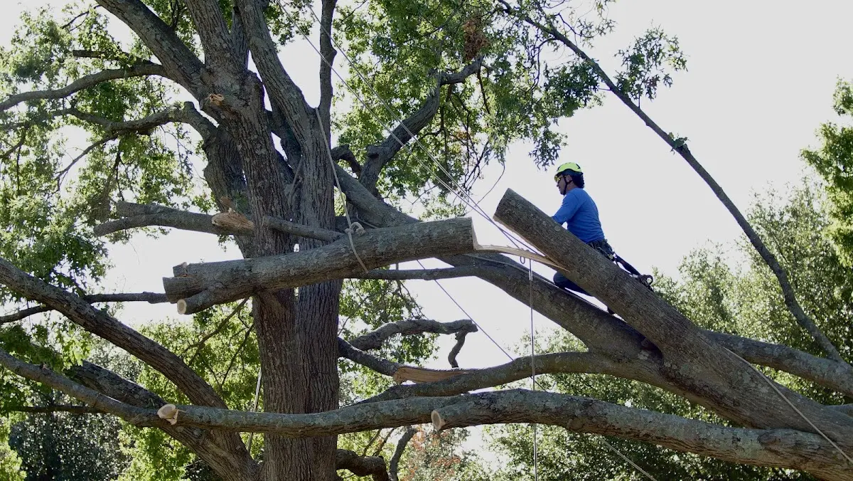 Professional Crown Thinning performed by certified arborists in New Albin