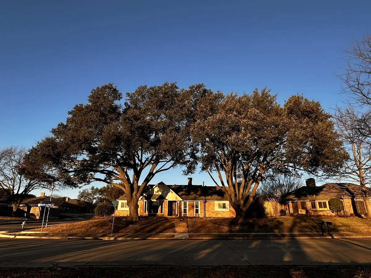 Established residential canopy tree shading a home in New Albin